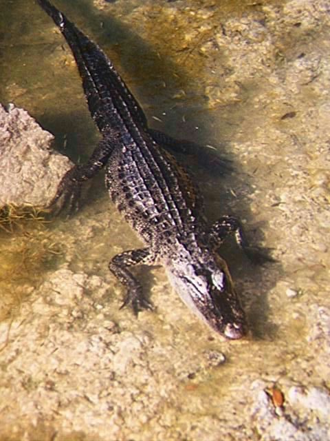 Alligator