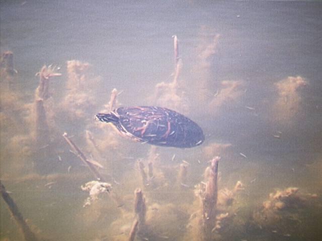 Snapping turtle